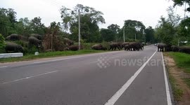 Traffic halted by HUNDREDS of elephants crossing road in Sri Lanka