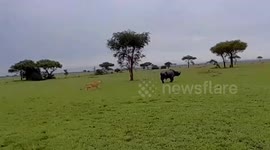 Hunting lion pride force buffalo to the ground by dragging its tail