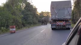 Wild elephant charges at trucks to steal sugar cane along forest road in Thailand
