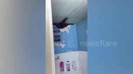 Wild honeybees build massive nest inside woman's bathroom while she was away on vacation