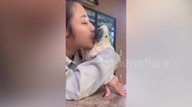 Pet cockatoo copies sweet kissing sounds of loving owner