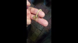 Miniature snake attack, fiesty little fellow