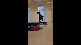 Pooch performs impressive balancing skills during workout with its owner
