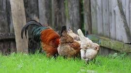 A Rooster in the barn living a life of the village King of his own kingdom