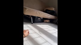 Cat video, of a baby kitten playing/attacking my hand in a joyful manner