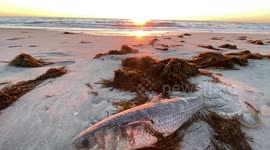 Fish-killing, lung-irritating red tide challenges Southwest Florida