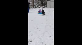 Rottweiler family dog pulling kids on sled on snow day