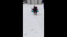 Family dog pulls kids on sled on snow day!!