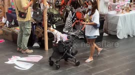 Pampered pooches visit Valentine's Day pet market in Bangkok