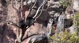 Chilled-out bear casually rests on tree next to waterfall in Japan