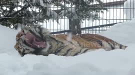 Siberian tiger plays in the snow at zoo in Japan