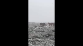 Carneddau ponies moving off high ground before the weather worsened