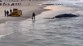 Whale killed by 'offshore wind farm' washes ashore in New Jersey