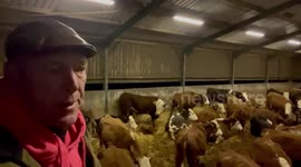 Tb testing our cattle