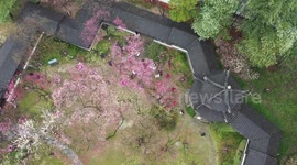 Tourists Enjoy Blooming Plum Blossoms in Nanjing, China