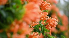 Pyrostegia Venusta In Full Bloom At Nanning, China