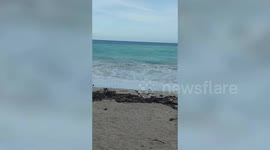 Couple enjoying romantic time on beach knocked over by strong waves
