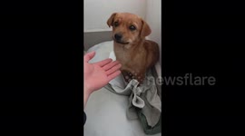 Kind-hearted man adopts tearful puppy left on street in China