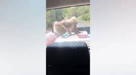 Hitchhiking monkey steals food from moving pickup truck