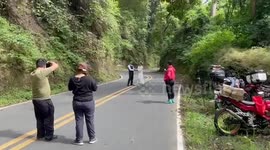 Couple flies white dove in forest for luck during pre-wedding photoshoot