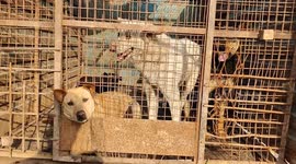 Stray dogs and monkeys removed from India's Taj Mahal for G-20 events