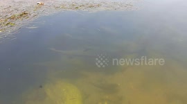 A LOT OF FISHES IN RIVER UNDERWATER IN ODISHA INDIA . UNDERWATER FISH