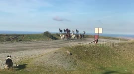 Carneddau ponies