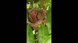 BABY BIRDS IN A NEST  BIRD CHICK IN A SMALL BEAUTIFUL NEST IN INDIA