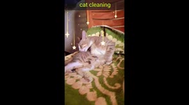 body Kitty is cleaning the body sitting on the chair in India