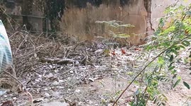 King Cobra Meeting Season. snake mating season  Snake Makes Love in India