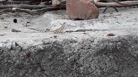 lizard running funny animals in Odisha India . Animal life .
