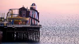 A beautiful starling murmuration against a pink pastel sky on Valentine's Day in Brighton