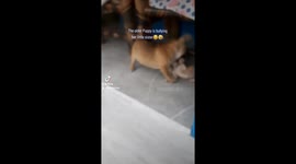 My older puppy is bullying her little pup sister. They look so cute together.