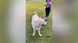 Kids sticks heart sticker on dog in honor of Valentine's Day