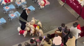Group of intelligent poodles skip rope in unison with trainer