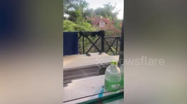 British backpacker shocked when monkey steals drinks from her balcony