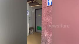 Peacock spooks tourist using public restroom in Thailand