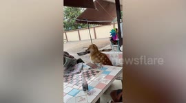 Golden Retriever adorably holds bowl in mouth while joining family for food