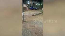 Sweet pair of piglets scratch their backs together on concrete ledge
