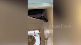 Battle of the bathroom! Python and cobra found intertwined during epic fight in family's toilet