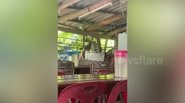 Wild monkey rummages through rice cooker in family's kitchen