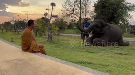 Elephant kneels down to give religious donation to Buddhist monk