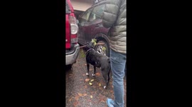 'You’re Smarter Than This' - Goofy dog finds himself in a STICK-y situation