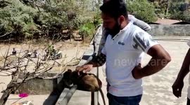 Monkey rescued after it wreaks havoc at district hospital in central India