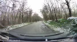 Close Call: Wild Animals Run Out into the Road Nearly Ensuing an Accident
