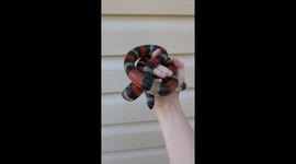Beautiful Pueblan Milk Snake Shown Off On Hand, Coral Snake Mimic!