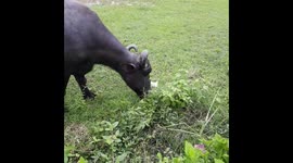 Buffalo Grazing in the open green fields of India Animal life