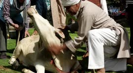 Cow Hug Day Celebrated on Valentines day despite the Animal Board Withdrawing the order