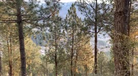 Its is natural beauty of little forest in pakistan (kpk) swat.