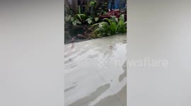 Resident wakes up to dozens of koi fish swimming around flooded home in Indonesia